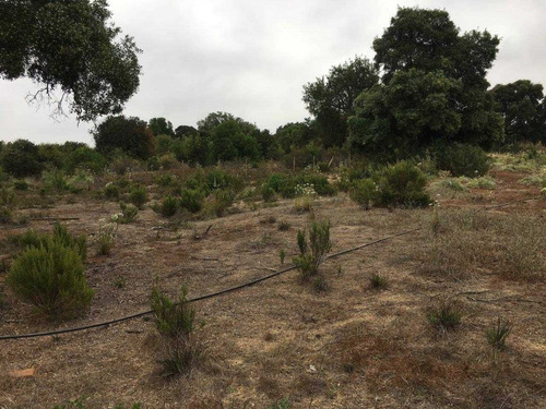 Terreno N° 75 Fundo Valle Alegre De 5.000 Mt2 Uf 2.500