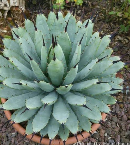 Agave Macroacantha, Maguey Mexicano, Mp