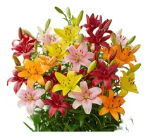 Comprar Bulbos Lilium Enano X10 Bulbos Mix Asiáticos Varios Colores