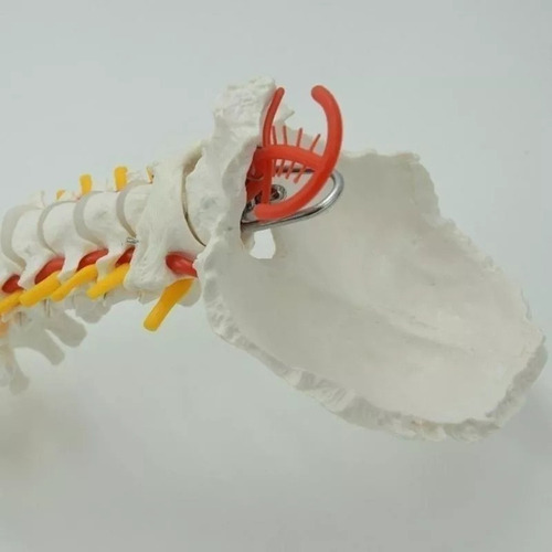 Modelo Anatómico De La Columna Vertebral (columna Vertebral)