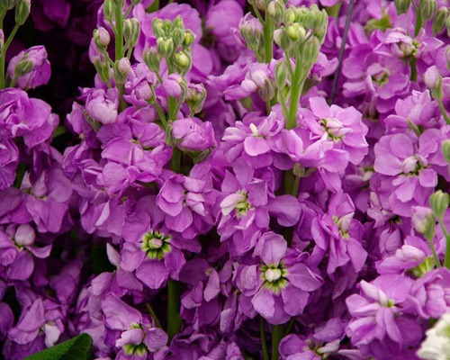 Semillas De Aleli De Invierno - Matthiola Incana X 50 Unid.