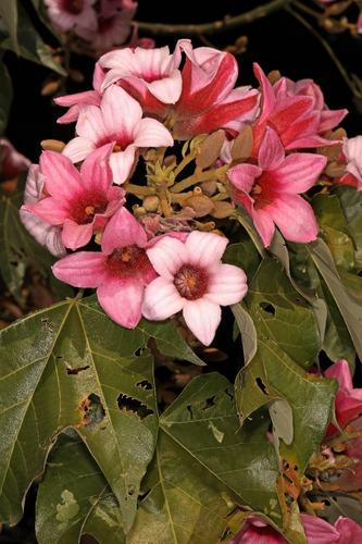 Brachichito Discolor Flor Rosa Árbol Exótico Ornamental