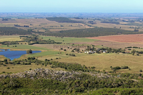 Campo En Punta Del Este, | Alejandro Perazzo Ref:12330- Ref: 12330
