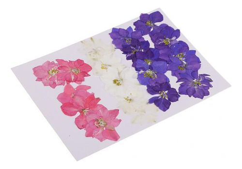 2 X 20 Piezas Flores Prensadas Real Delphinium Flores Secas