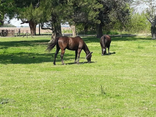 Hermosa Casa De Campo Con Pileta, Arboleda Y Caballos !!