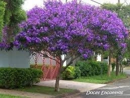 Quaresmeira Roxa 2500 Sementes P Mudas Tibouchina Flores