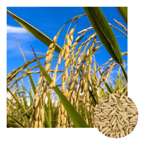 Sementes De Arroz Sequeiro Iac 202 - 21kg