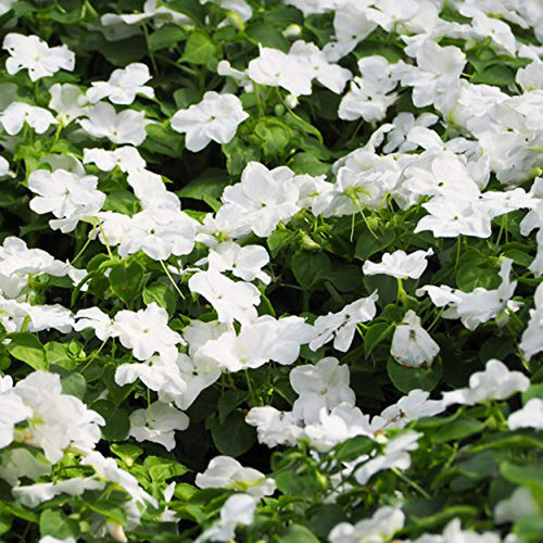 4000 Semillas Vinca Anual Blanca Para Suelo Y Flor