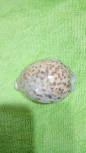 Caracol Marino Cypraea Tigris (polinesia)en Excelelte Estado