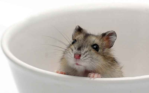 Imagen 3 de 10 de Arena Baño Hamster Jerbos Roedores Hamsters Sustrato Kaytee