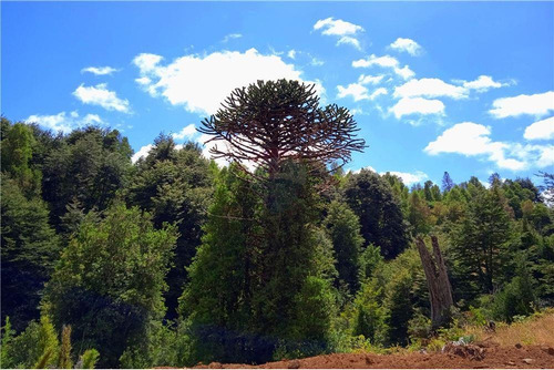 Parcela En Pucón - Sector Huife Alto