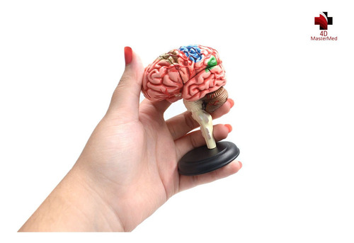 Anatomia Do Corpo Humano - Cérebro 4d Master Med