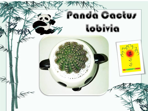 Imagen 2 de 6 de Panda Cactus Lobivia / Maseta Pandita Con Cactus