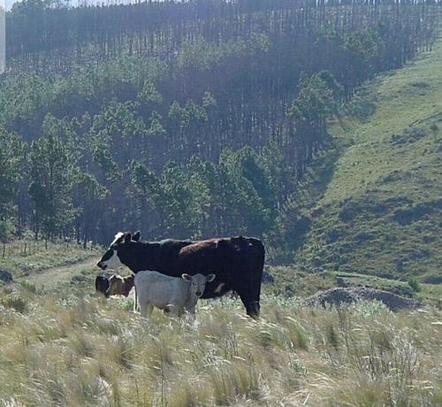 Vendo Lotes Financiado Desde 2100 M2 Entrega Y 60 C. Los Reartes, La Cumbrecita