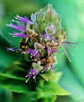 Comprar Patchouli De Java - Oriza - Pogostemon 40 Sementes Erva
