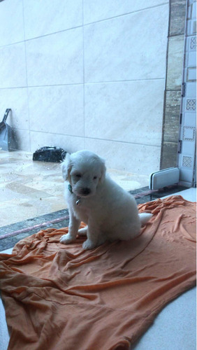 Imagem 2 de 4 de Vendo Ese Lindo Filhote De Poodle Toy Anão Com 35 Dia