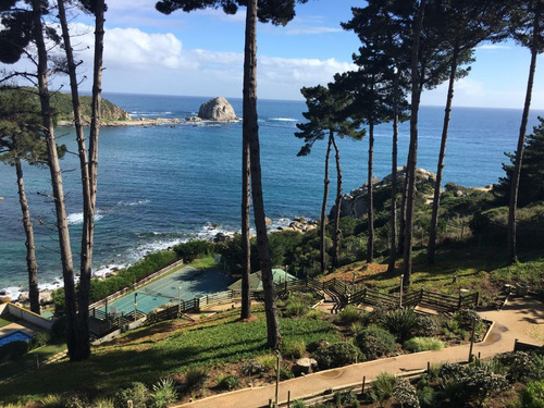 Pinares De Canelillo - Algarrobo