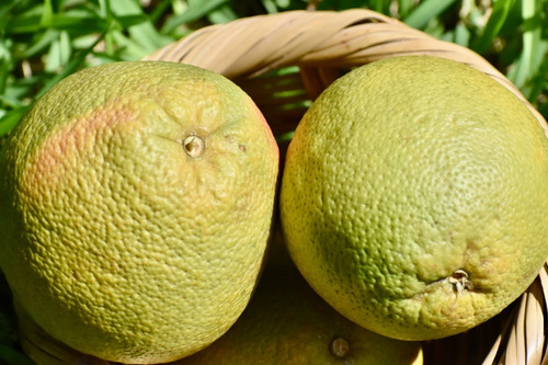 Sorégano|kit Aceite Esencial De Orégano Y 2 Cítricos Yucatán