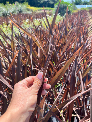 Plantas Cerco Vivo Fornios Rubra 4lts Vivero Zona Oeste X40