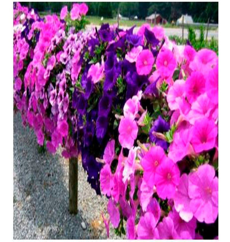 Semillas Petunias Flores Plantas Decoración Jardin Flor 1a