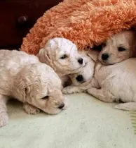 Comprar Machos De Caniche Mini Toy  Blanco Beige O.apricot