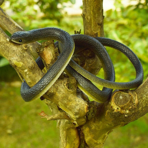 2x De Broma De Juguetes De Serpiente De Goma Sintética