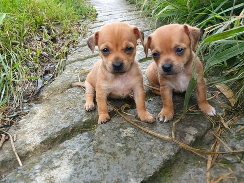 Cachorros Pinscher 