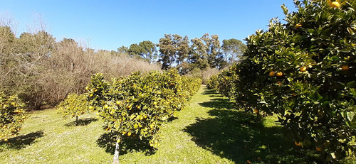 Fraccion De 8.1000 M² Parquizada Y Forestada
