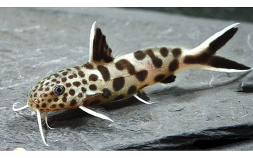 Synodonthis Petricola - Pez Gato Leopardo - Peces Tropicales