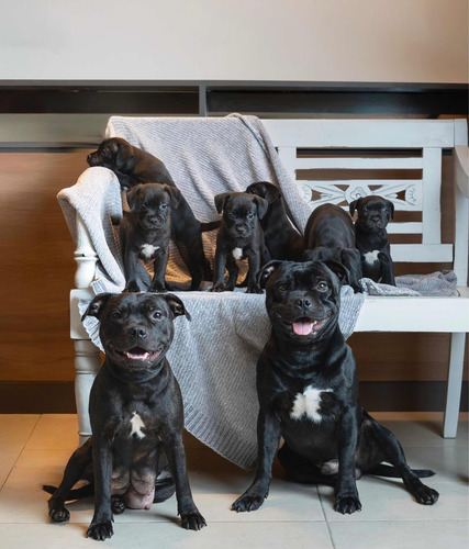 Staffordshire Bull Terrier