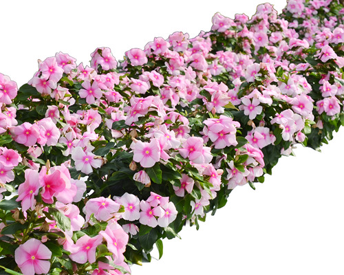 48 Sementes Especiais Vinca De Madagascar Icy Pink.