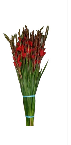 Oferta 100pz Bulbo Jumbo De Gladiola Roja Borrega