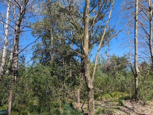 Venta Chacra 1 Ha, Arbolado Manzanares, Pilar