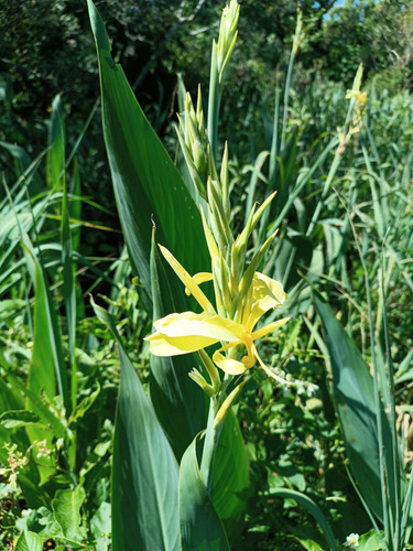 Achira Amarilla Canna Glauca Palustre Nativa Nutricia