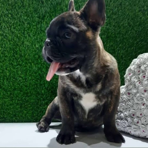 Imagen 3 de 4 de Bulldog Francés