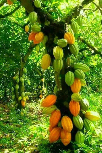 Imagen 4 de 5 de Cacao, Arbolito Criollo Bonito Mas De 1 Metro