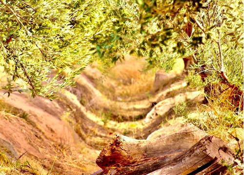 Greenwood Vende Inmaculada Finca En El Departamento De San Martin, Tres Porteña.