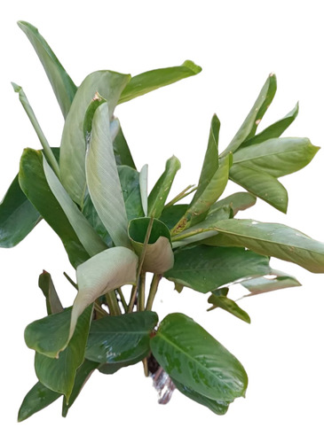 Planta Calathea Brillosa Interior Exterior 