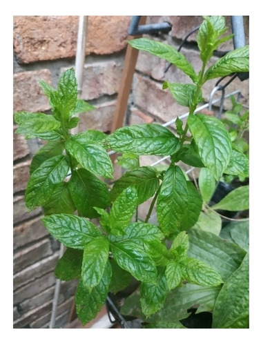 Duo: Menta Y Romero U Otra Planta Aromática Comestibles