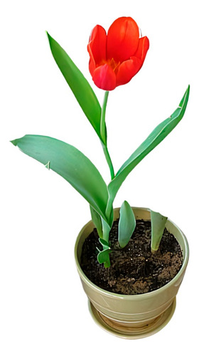 Planta Bulbo Tulipan En Agua