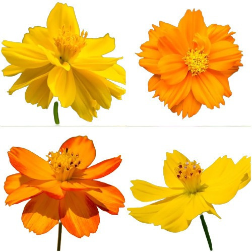 Imagem 1 de 6 de Cosmos Mix Laranjas Amarelos 100 Sementes Flor Pasto Apicola