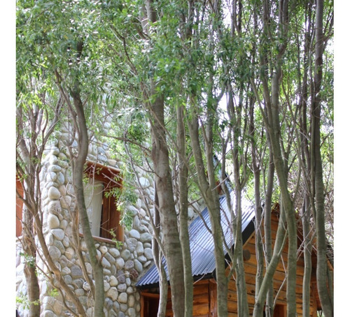 Cabañas En Bariloche Lemu Hue, Alquiler Temporario.