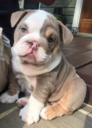 Bulldog Ingles 54 Atigrado