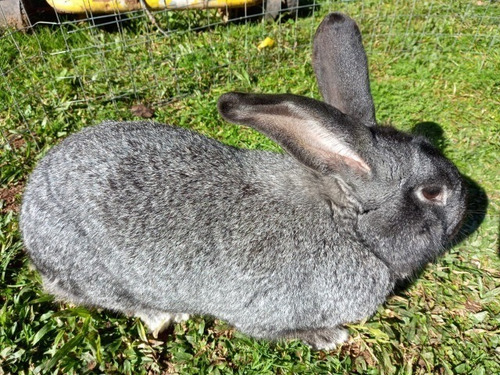 Imagem 2 de 3 de Vende-se Coelhos Gigantes De Flandres