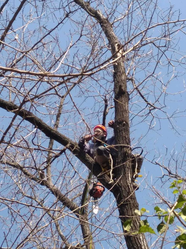 Imagen 5 de 6 de Poda De Árboles En Altura. Tala Y Extracción. Palmeras