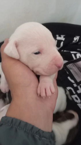 Pitbull Com Bull Terrier Inglês Pai E Mãe Puro