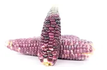Comprar Semillas De Maiz Nativo Cacahuazintle Morado 100 Semillas