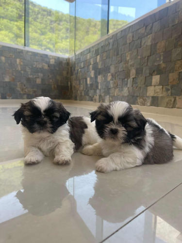 Cachorros Shih Tzu