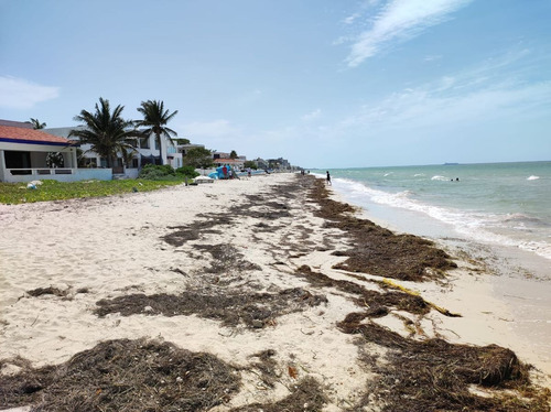 Imagen 3 de 24 de Terreno En Playa Chicxulub En Venta. Con Acceso A La Playa