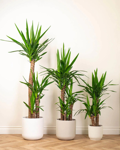 Yucca Pata De Elefante ( Elephantipes ) Gigantes !